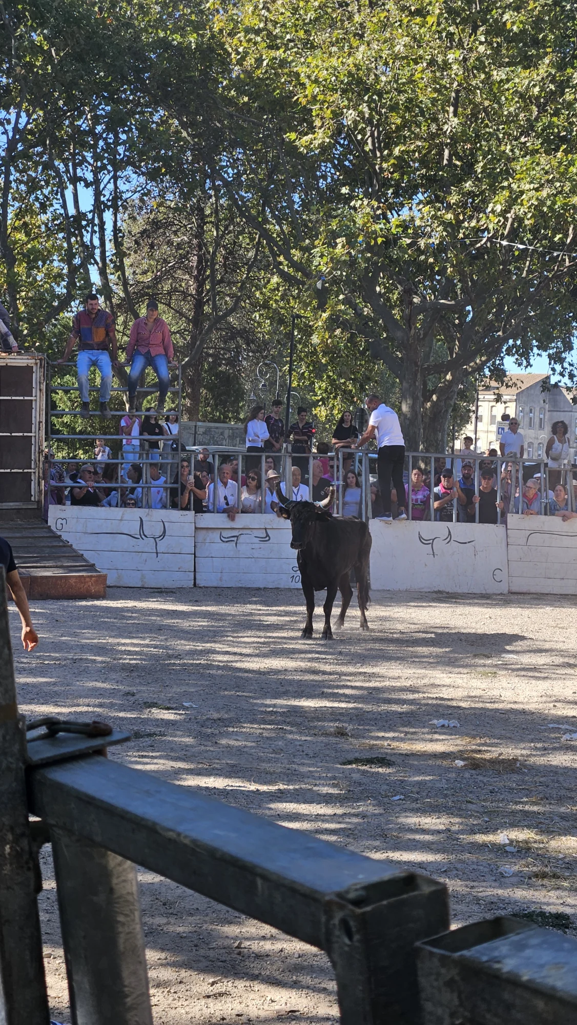 En tjur står på en sandig arena med vita väggar medan åskådare tittar från läktare under träd