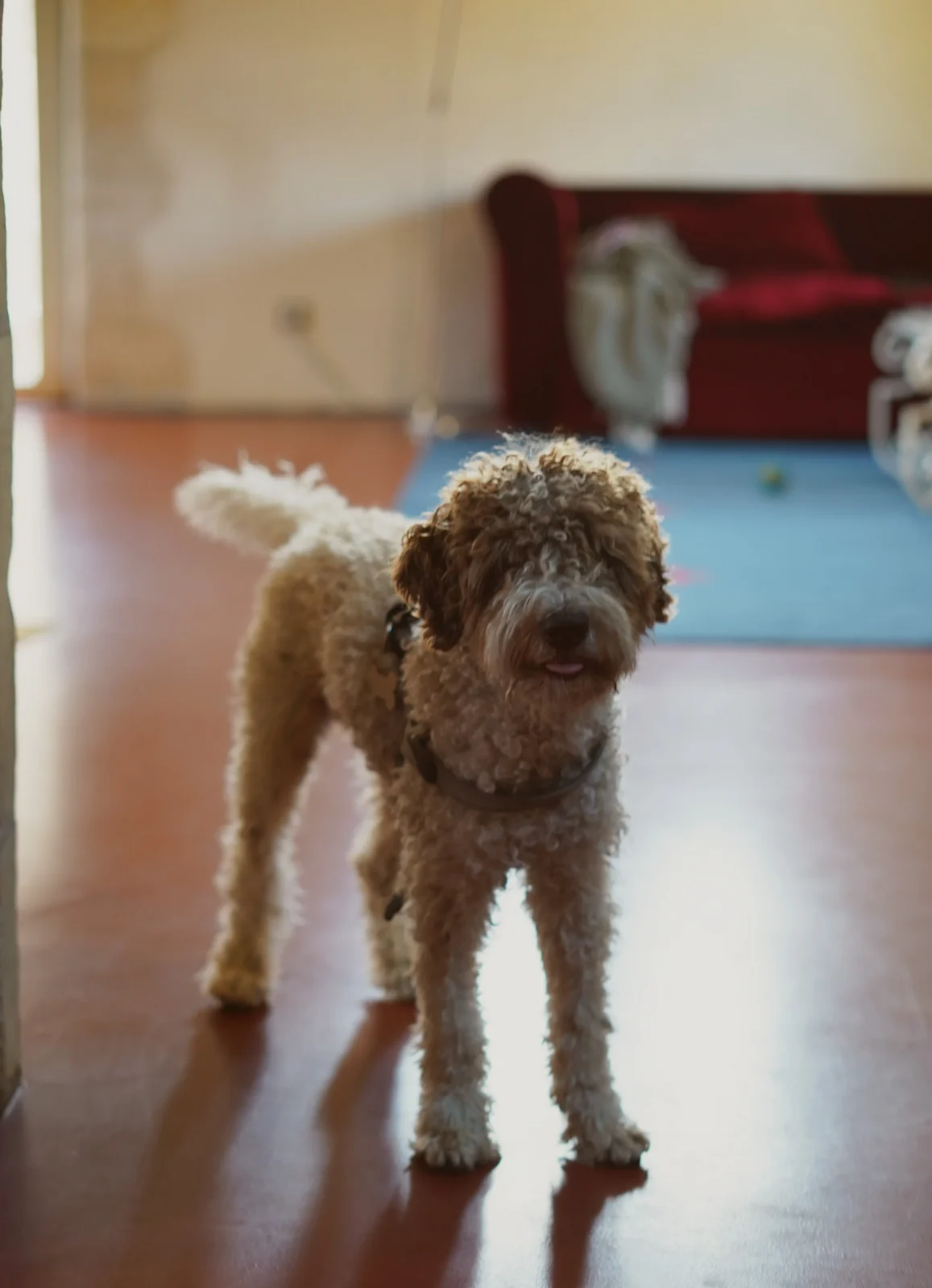 En liten lockig hund står på ett rött golv inomhus med en röd soffa och blå matta i bakgrunden